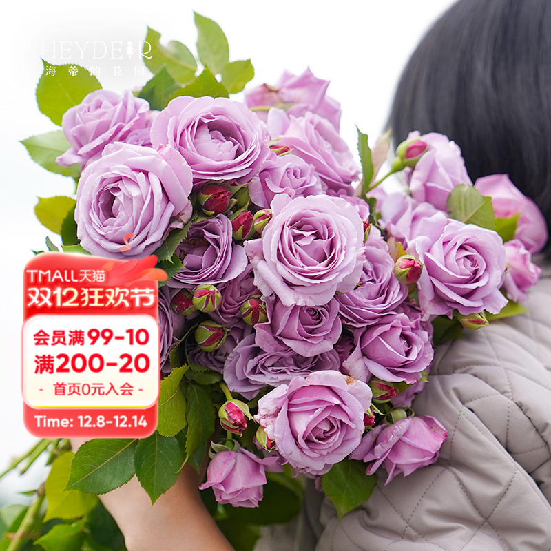 勤花丰花好养易活盆栽苗