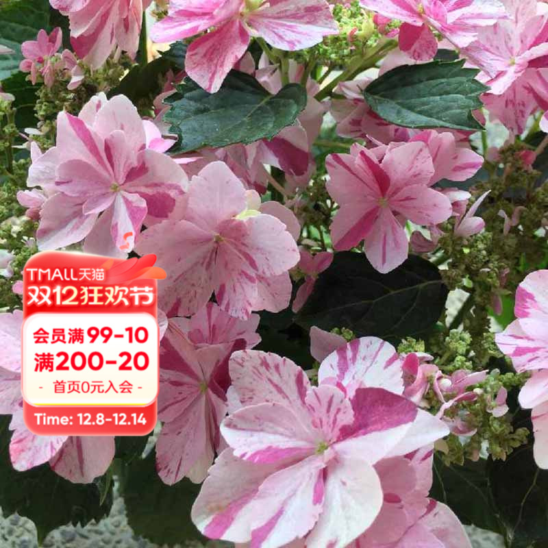 海蒂的花园绣球花好养可调色