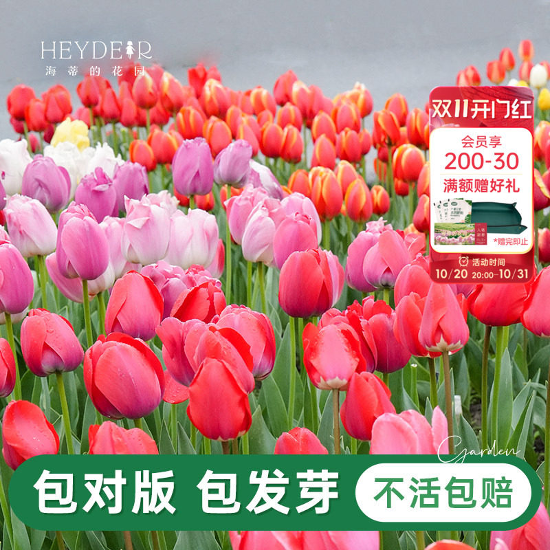 郁金香种球自然球耐寒球根花卉阳台庭院盆栽地栽郁金香花种预售