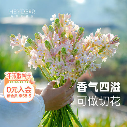 海蒂的花园晚香玉露台花卉植物