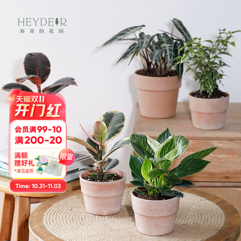 海蒂的花园旗舰店室内植物盆栽龟背竹铂金钻蔓绿绒桌面小绿植办公