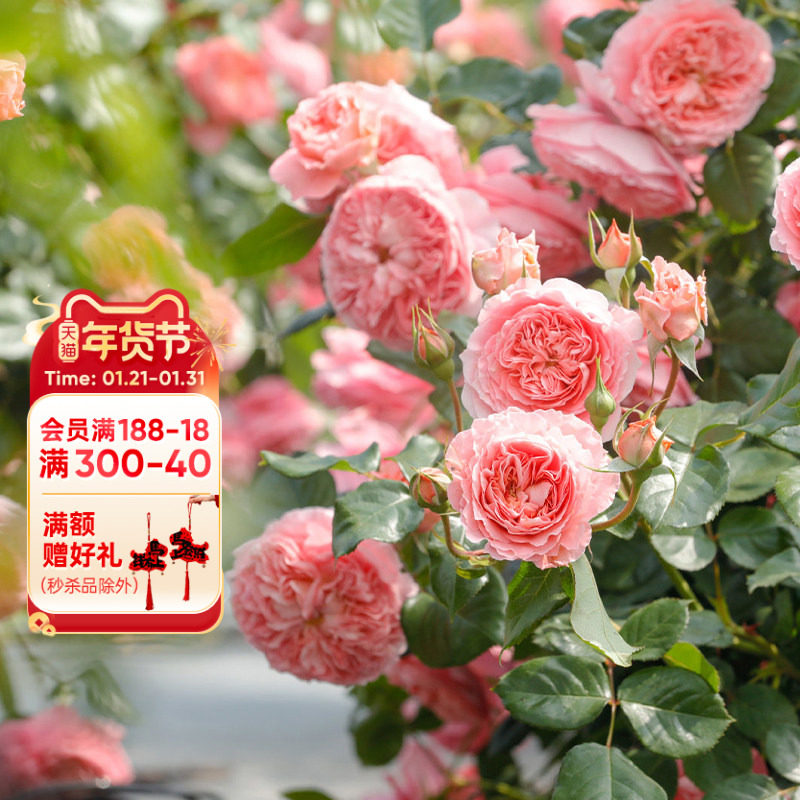 海蒂的花园夏日花火直立月季耐热四季开花阳台庭院花卉植物盆栽苗,鲜花速递/花卉仿真/绿植园艺,月季/蔷薇/玫瑰,淘宝优惠券,粉丝福利购,淘宝优惠卷