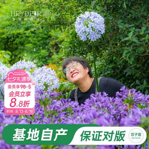 草本植物花箭挺立花朵如球
