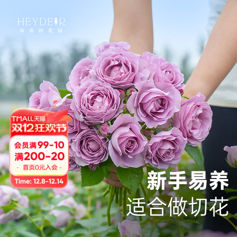 果汁月季海蒂的花园适合新手