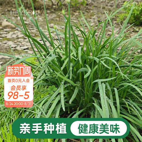 海蒂的花园 韭菜苗带土菜苗盆栽苗易养多年生家庭阳台庭院蔬菜苗