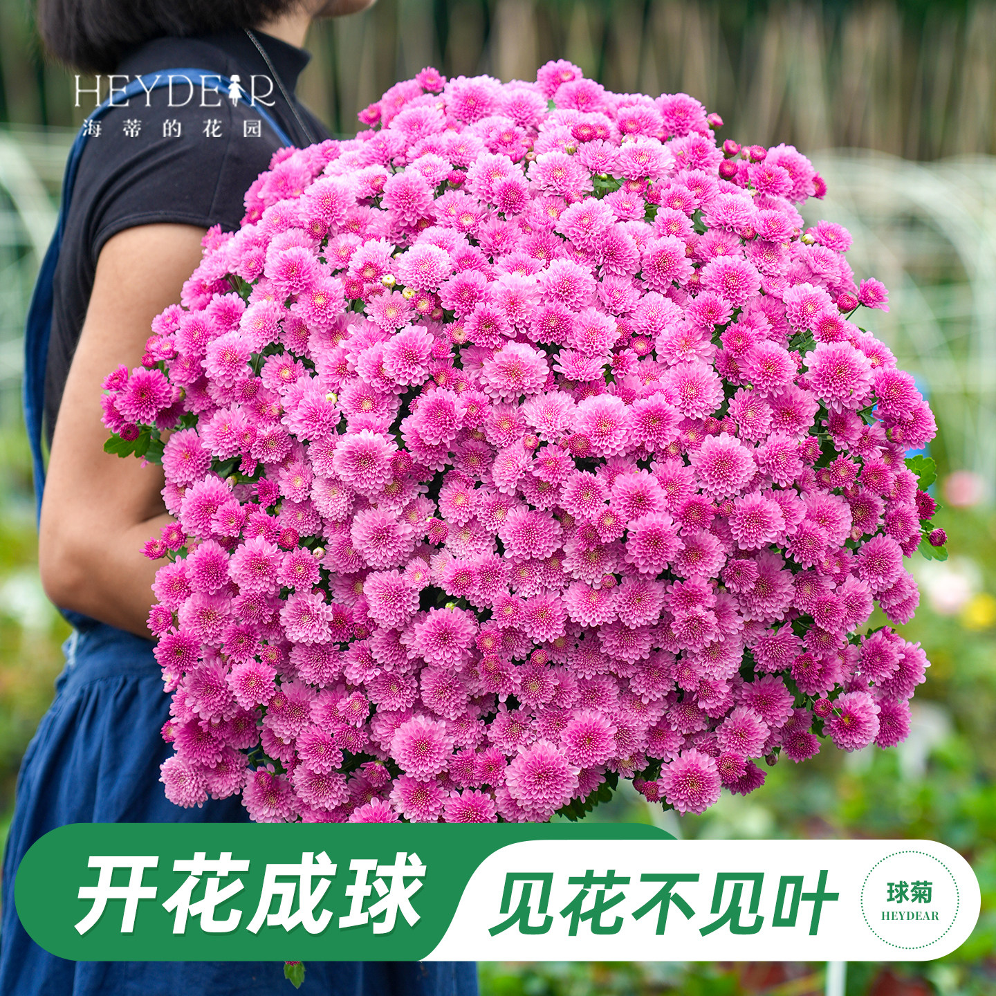 海妈家球菊盆栽阳台庭院花卉图片