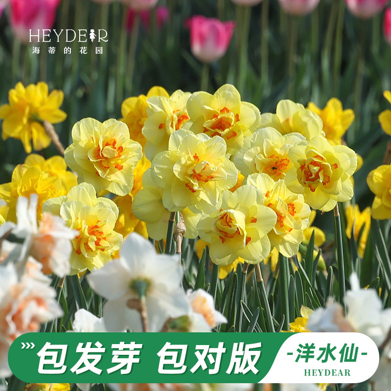 海蒂的花园旗舰店洋水仙种球进口重瓣大花球根花卉植物裸球根,鲜花速递/花卉仿真/绿植园艺,种球/裸根,淘宝优惠券,粉丝福利购,淘宝优惠卷