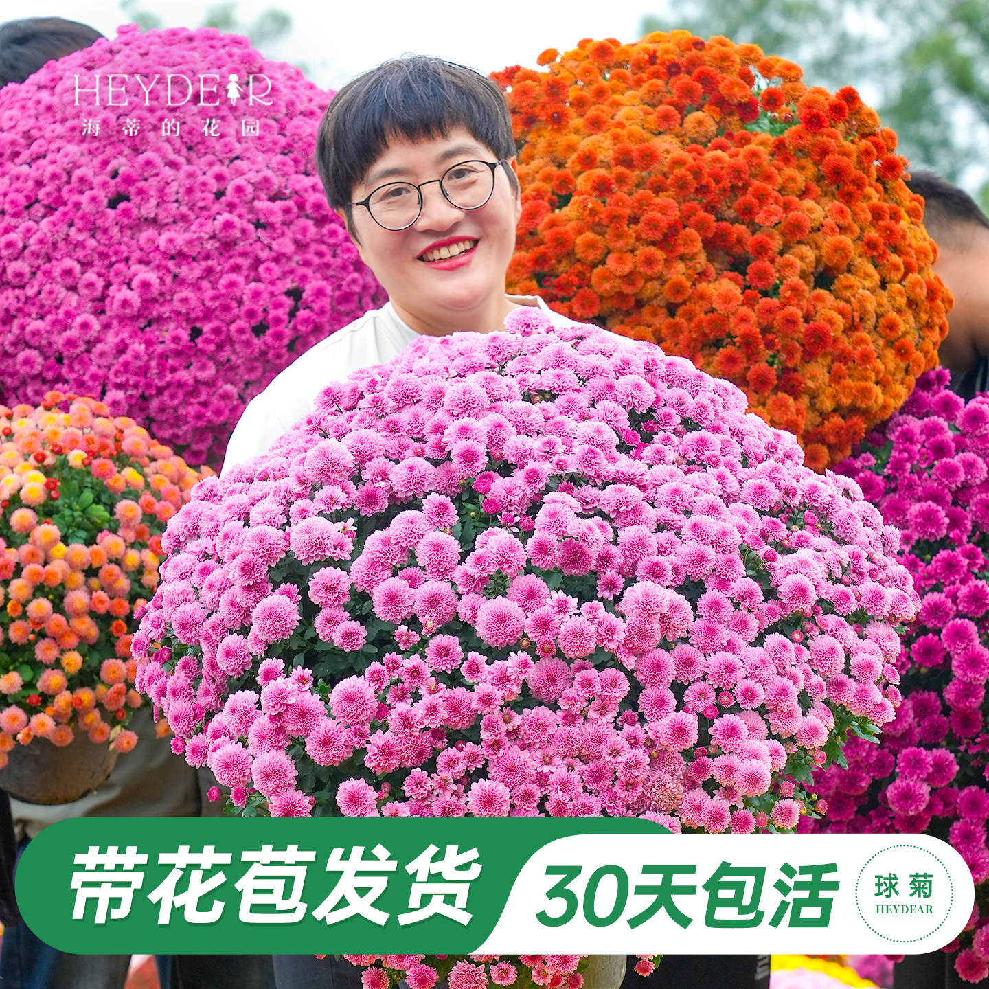 球菊切花菊玛格丽特盆栽花苗图片
