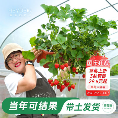 海蒂的花园草莓苗当年新苗