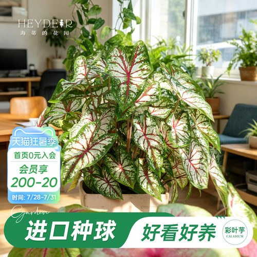 好种易发芽室内可栽种