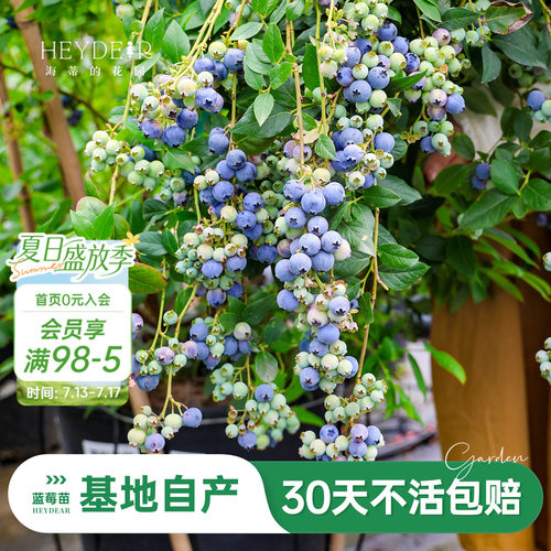 蓝莓苗当年可结果原盆原土发货