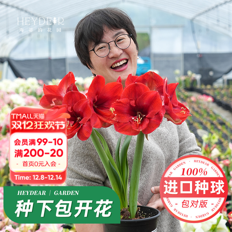 海蒂的花园重瓣朱顶红种球进口