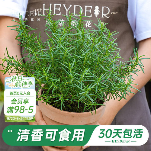 迷迭香盆栽易活好养品牌保障