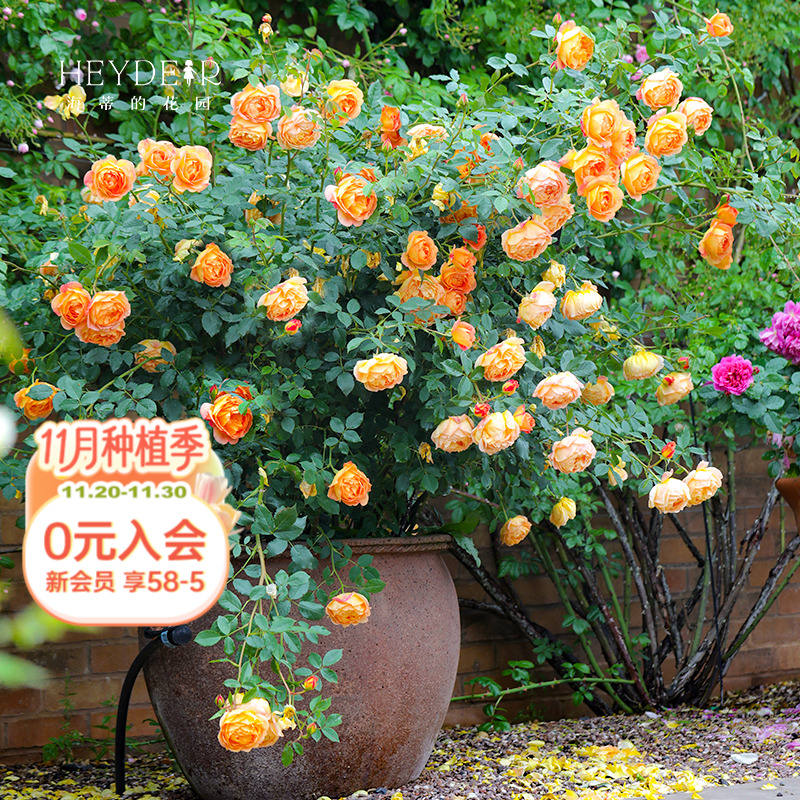 海蒂的花园夏洛特夫人阳台花卉