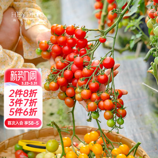 海蒂 黄瓜苗秧甜瓜盆栽大苗菜种 花园旗舰店番茄苗西瓜苗菜苗春季