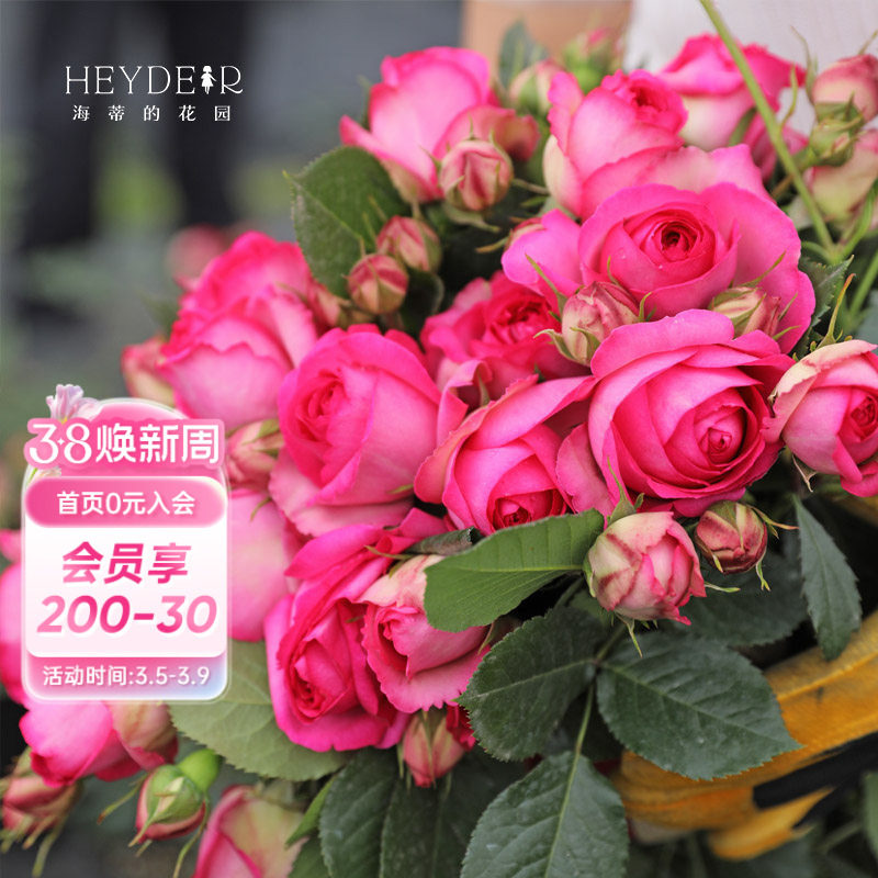 海蒂的花园深粉龙沙宝石爬藤月季拱门花墙植物阳台庭院花卉盆栽苗