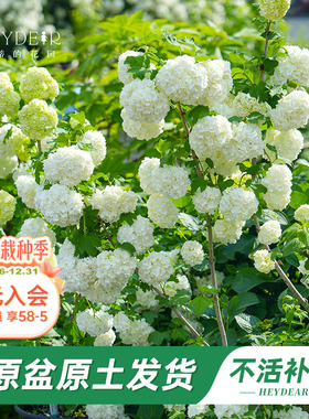 海蒂的花园旗舰店欧洲木绣球玫瑰花苗庭院花卉盆栽植物耐寒树苗