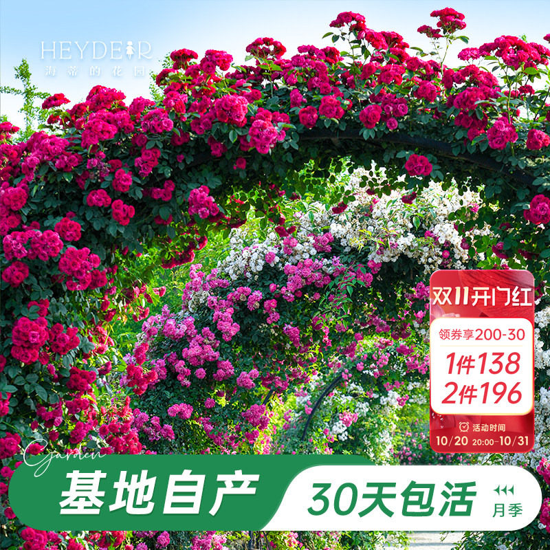 海蒂的花园旗舰店爬藤月季长藤苗花卉盆栽大苗蓝色阴雨藤本植物