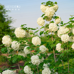 耐寒绣球花苗花量大易养护