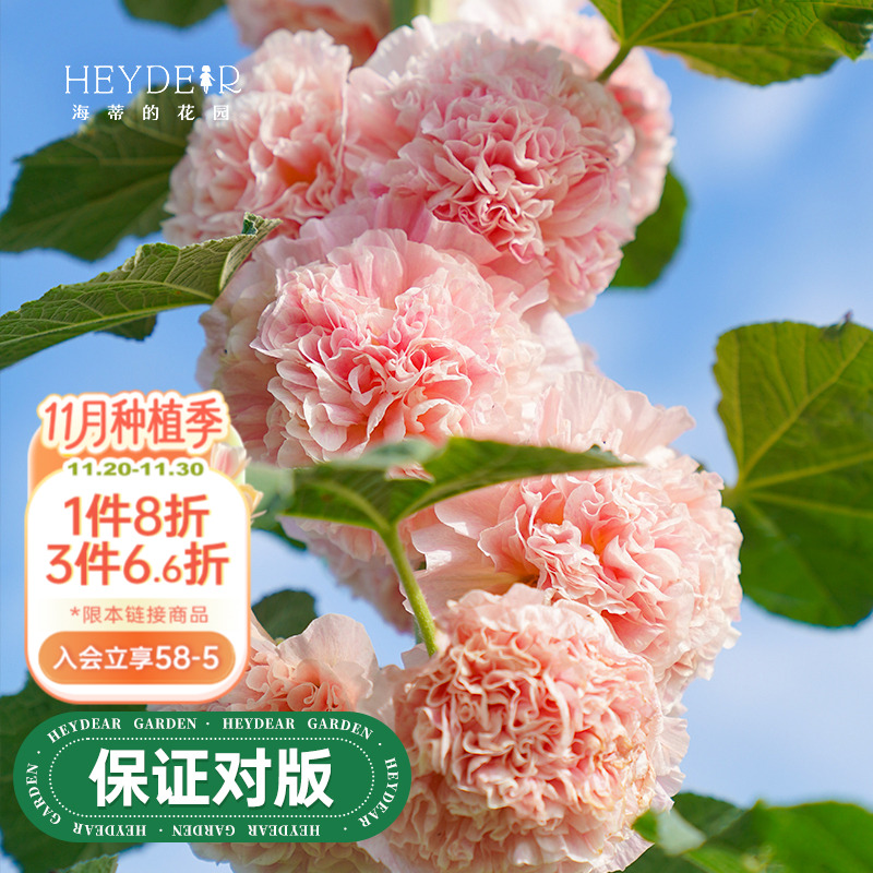 蜀葵盆栽苗花量大易养护