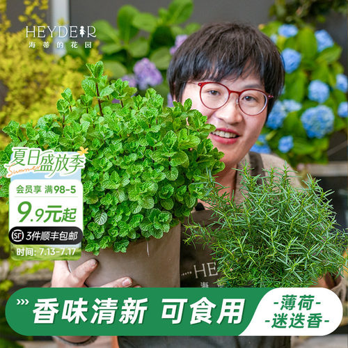 牛排用迷迭香盆栽可食用薄荷苗