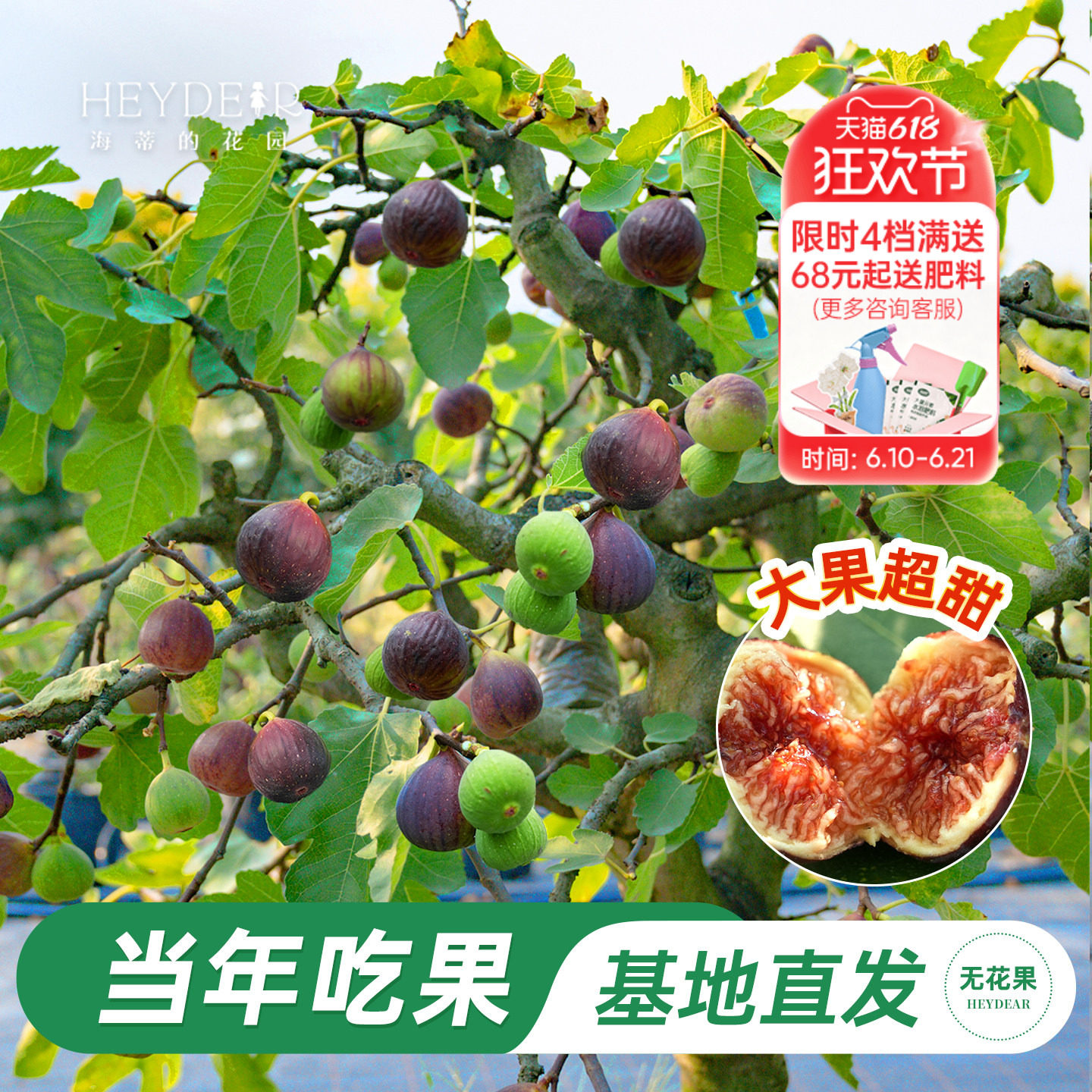 海蒂的花园无花果树果苗大果盆栽芭劳奈波姬红家庭水果树种植耐热 - 实物图