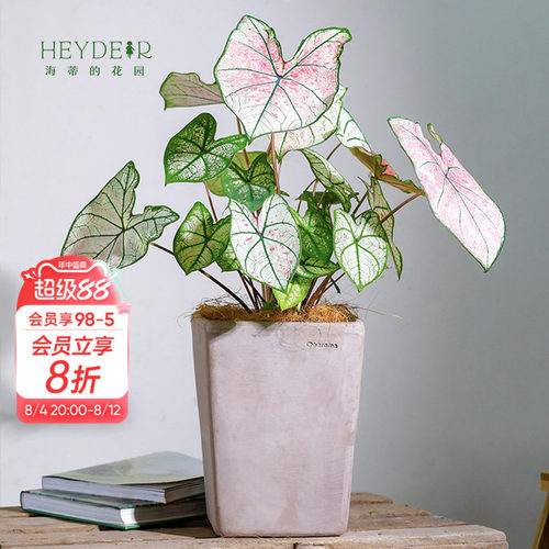 彩叶芋办公室桌面观叶植物