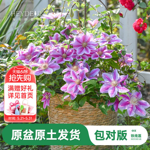 海蒂的花园旗舰店铁线莲苗乌托邦倒影爬藤铁线莲盆栽苗庭院可种