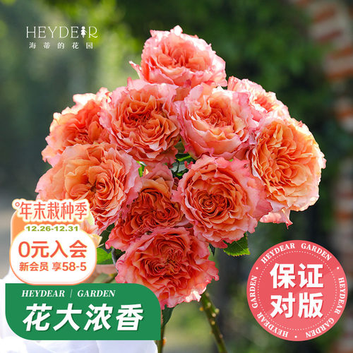 自产月季花苗7天保活包对版