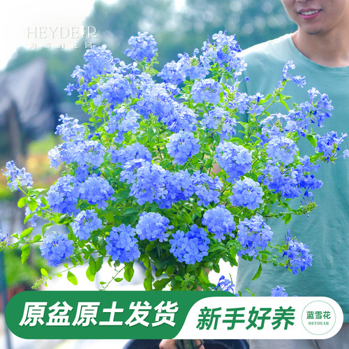 海蒂阳台蓝雪花海蒂的花园