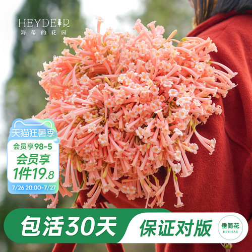 海妈家冬季开花球根花卉植物