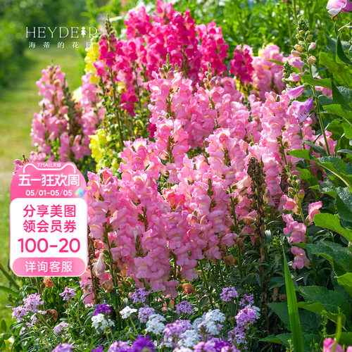 春季草花植物阳台盆栽花卉
