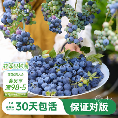 海妈家蓝莓苗原盆原土发货