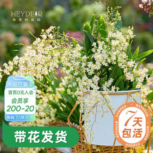 梦香文心兰室内开花香气四溢