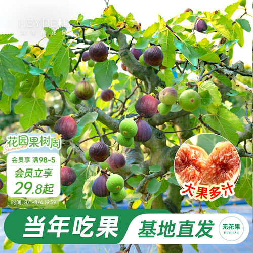 无花果盆栽大果特级高品质易养活