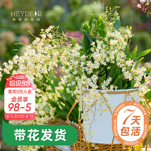 梦香文心兰室内开花香气四溢