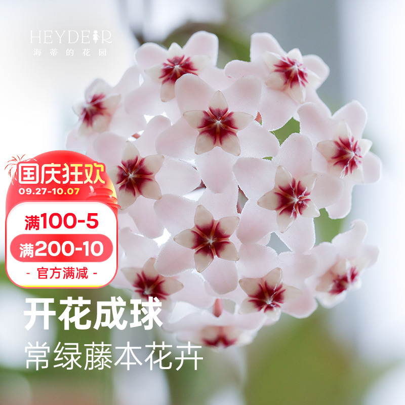室内植物室内多年生爬藤植物
