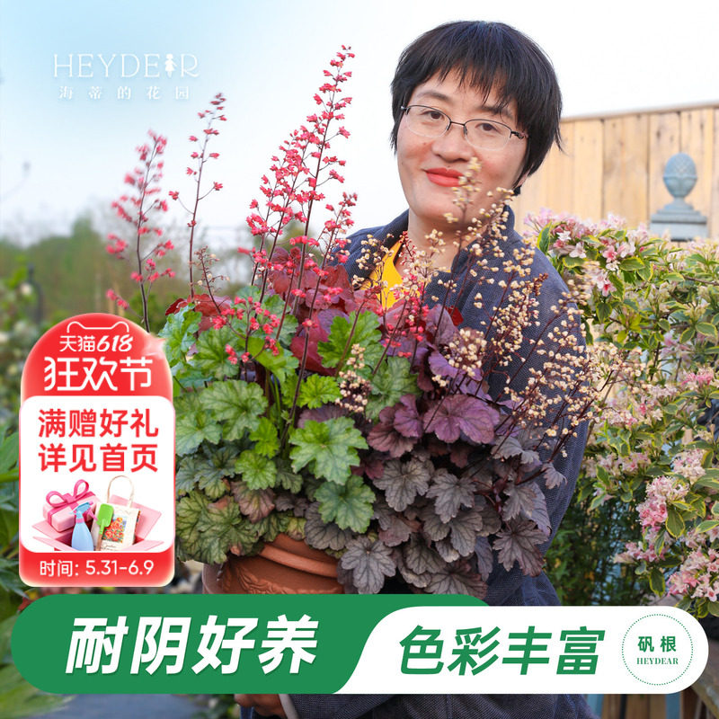 海蒂的花园旗舰店矾根花卉盆栽耐阴耐寒阳台庭院植物四季观叶绿植