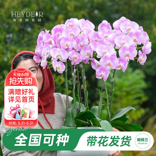 【品牌保障】A级蝴蝶兰带花发货