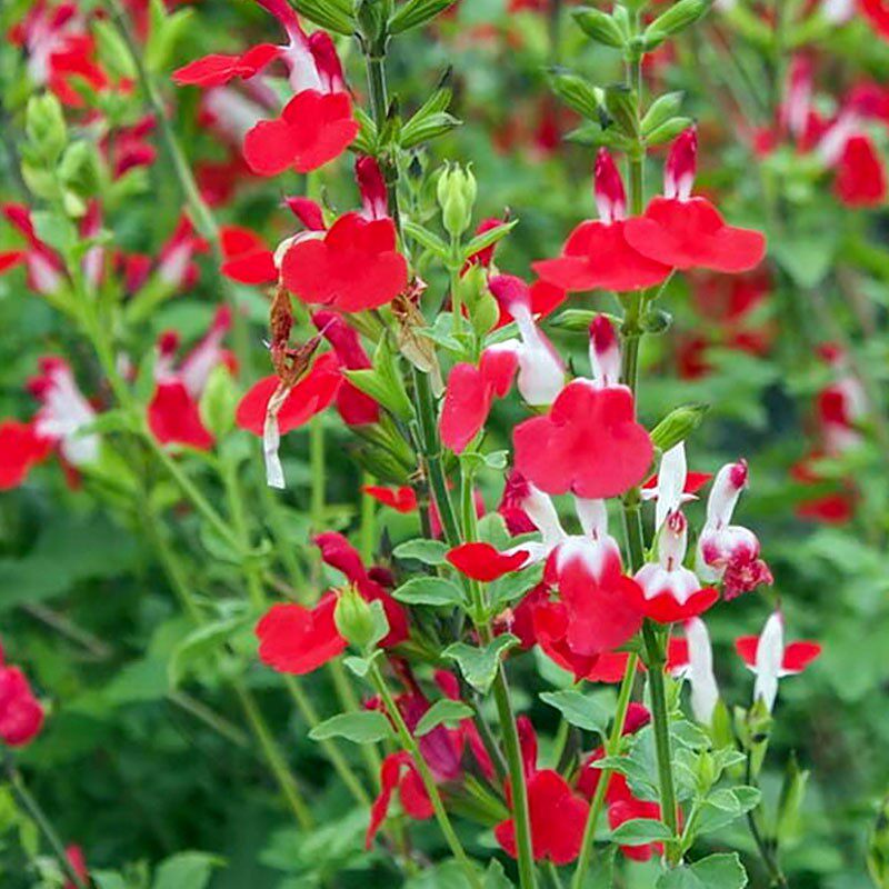 海蒂的花园樱桃鼠尾草多年生耐寒耐热宿根花卉景观搭配植物盆栽苗