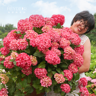 海蒂 花园旗舰店绣球花苗无尽夏花手鞠绣球阳台庭院花卉盆栽植物