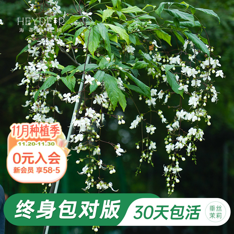 海蒂的花园垂丝茉莉阳台室内花卉