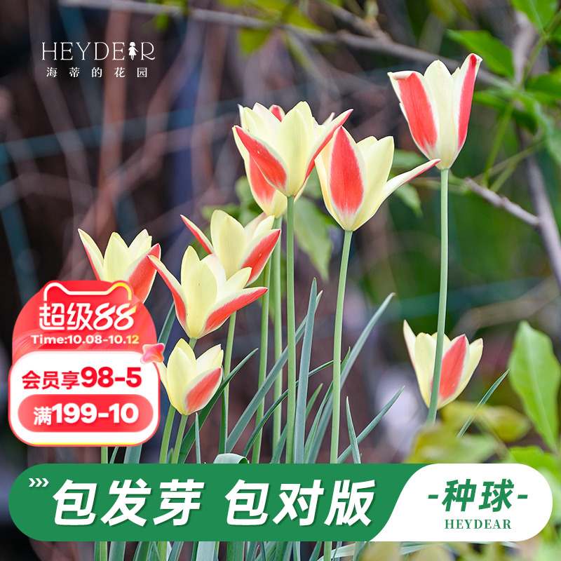 海蒂的花园旗舰店郁金香种球花毛茛银莲花铃兰球根花卉植物预售
