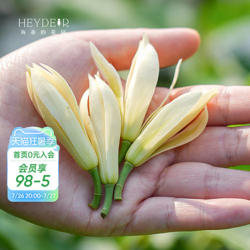 多季节开花黄角兰树苗四川发货