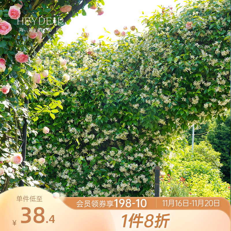 海蒂的花园风车茉莉爬藤植物大苗阳台庭院盆栽地栽室外开花花卉苗