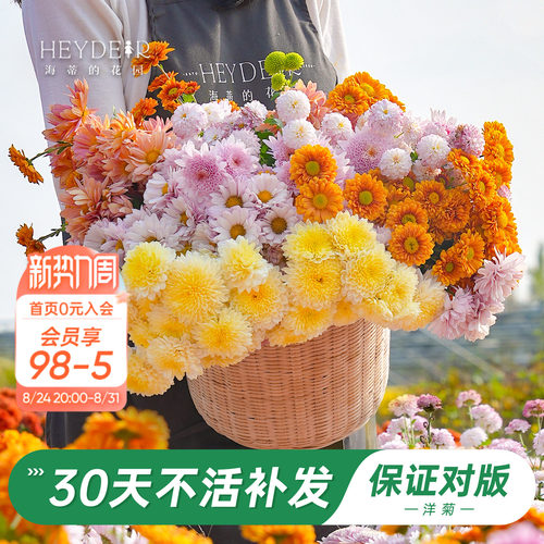 洋菊盆栽花苗易养易爆花