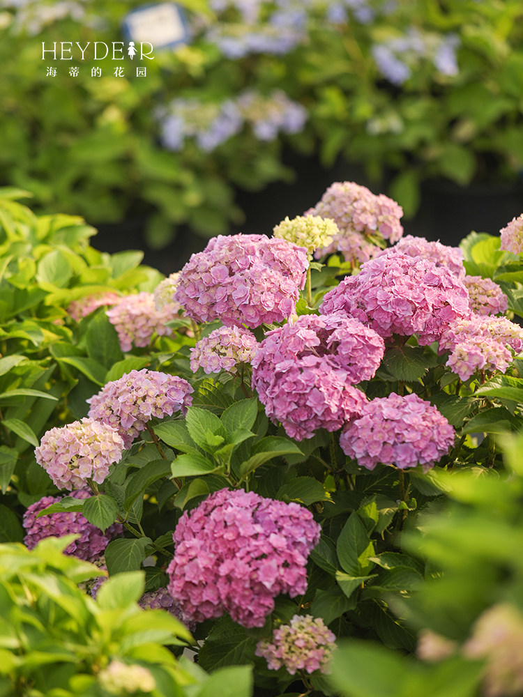 海蒂的花园 你我的银河大花重瓣绣球室外阳台庭院盆栽花卉植物苗