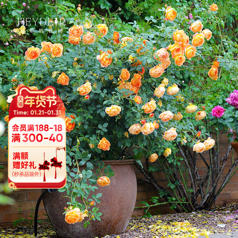 海蒂的花园夏洛特夫人英国奥斯汀藤本月季露台庭院花卉植物盆栽苗,鲜花速递/花卉仿真/绿植园艺,月季/蔷薇/玫瑰,淘宝优惠券,粉丝福利购,淘宝优惠卷