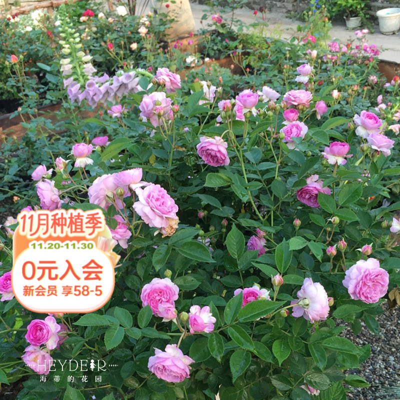 海蒂的花园微型月季浓香勤花