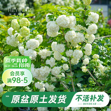 海蒂的花园旗舰店欧洲木绣球玫瑰花苗庭院花卉盆栽植物耐寒树苗